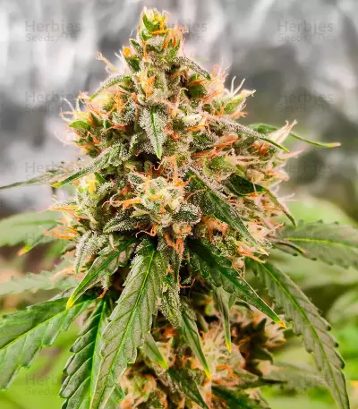 Wedding Cake Autoflower Feminized Seeds (EGS)