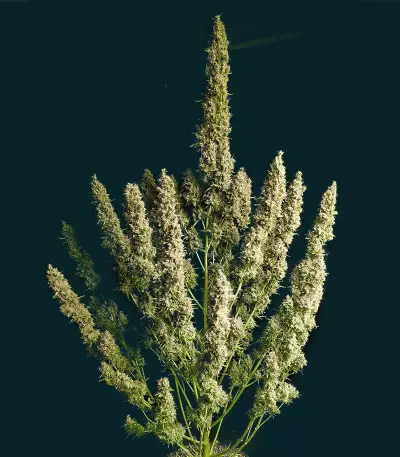 Semi Femminizzati Wedding Glue Auto (Seedstockers)