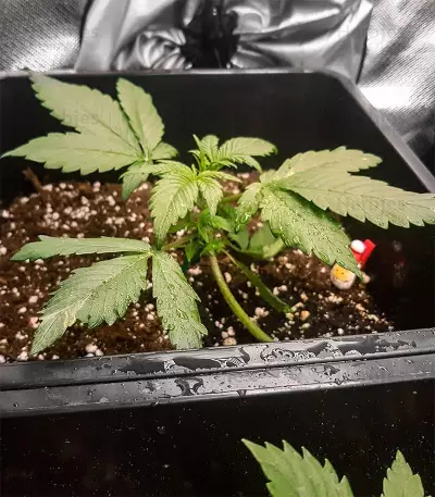 BlackBerry Autoflower (Herbies Seeds)