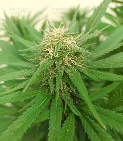 Tatanka Pure CBD feminized seeds (Royal Queen Seeds)
