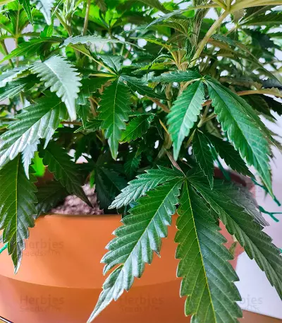 Girl Scout Cookies (Herbies Seeds)