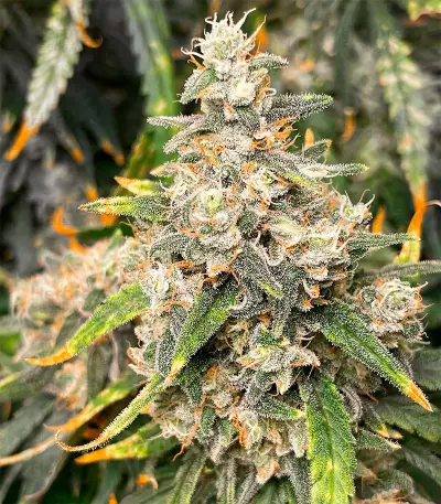 เมล็ด Sour Diesel (Herbies Seeds)