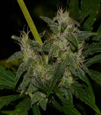 La Niña regular (Mr. Nice Seedbank)