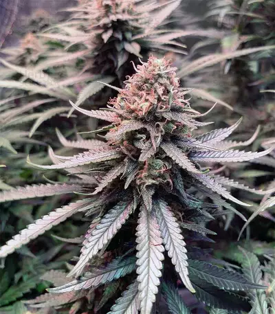 Franco's Lemon Cheese feminized seeds