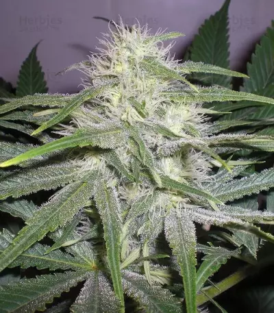 The Church Seeds