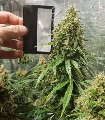 Apollo Haze regular strain