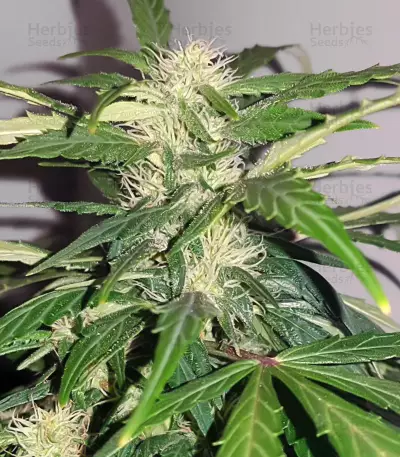 Auto Kaya 47 feminized seeds