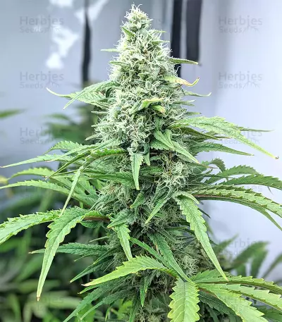 Graines de cannabis Big Freeze (Big Head Seeds)