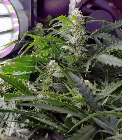 Blueberry 420 Auto Seeds