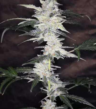 Bruce Banner #3 Auto strain