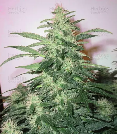 Graines de cannabis Buddha Red Dwarf Auto regular (Buddha Seeds)