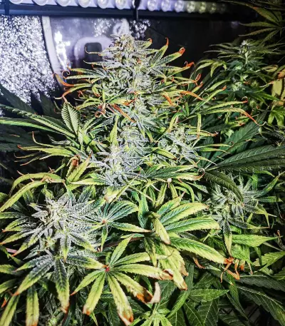 Buddha Vesta Auto Seeds