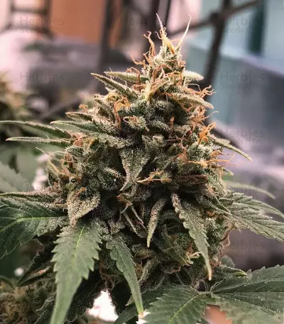 Graines de cannabis Candy Dawg Autoflower (Seedstockers)