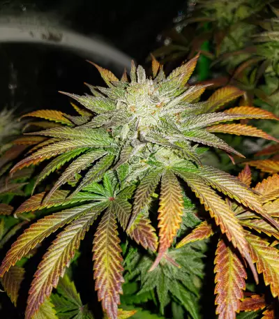 Chemdawg Seeds (Humboldt Seeds Organization)