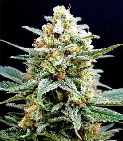 Critical Seeds