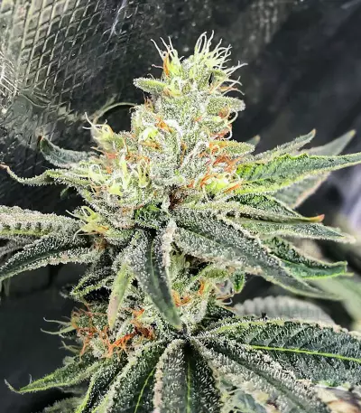 Semi Femminizzati Dozy Cookies (AlphaFem Seeds)