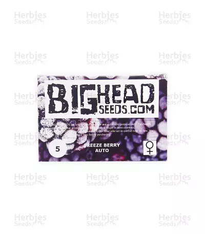Freeze Berry Auto (Big Head Seeds)
