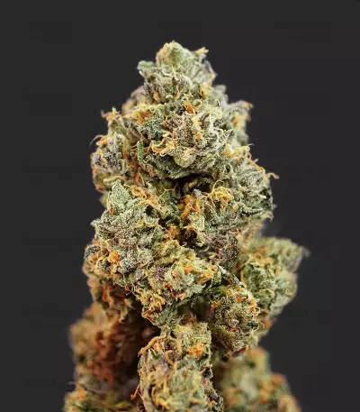 French Macaron feminized seeds