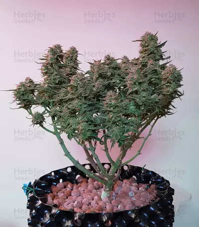 Girl Scout Cookies (Big Head Seeds)