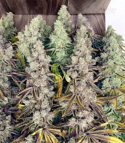 Headstash (Karma Genetics)