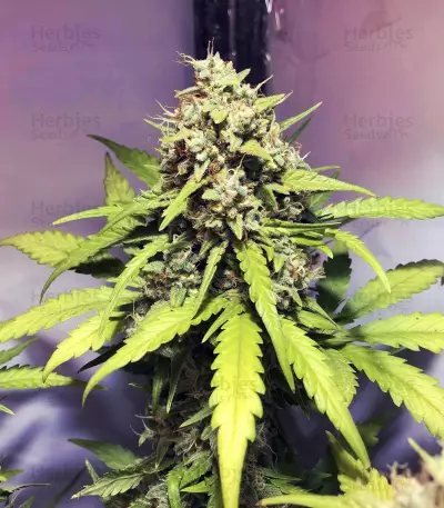 High Ryder ASB Giant Auto (Xtreme Seeds)