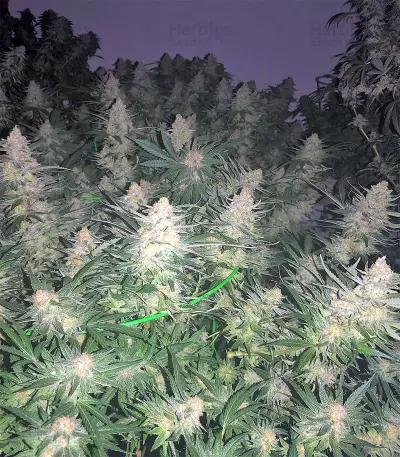 King's Banner Seeds