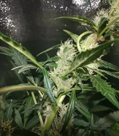 Northern Lights Seeds (White Label Seed Company)