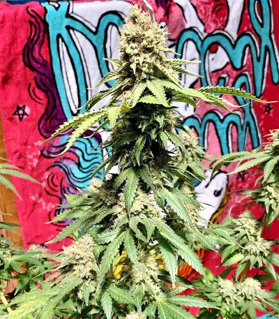 Northern Lights Seeds (Sensi Seeds)