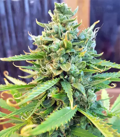 Sandstorm feminized seeds