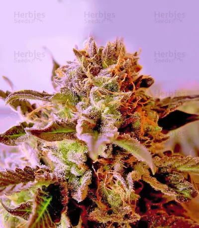 So G Kush Soma Seeds