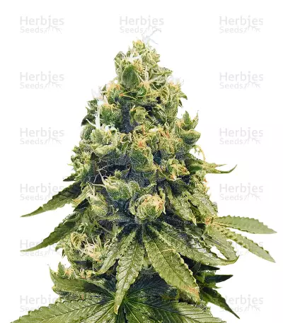 Sour Tangie (Reserva Privada) Cannabis-Samen