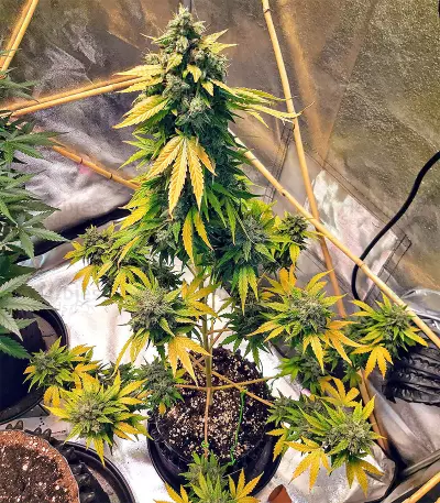 Sticky Fingers Autoflower (Seedstockers)