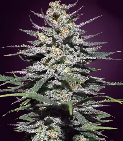 Super Lemon Haze CBD (GHS)