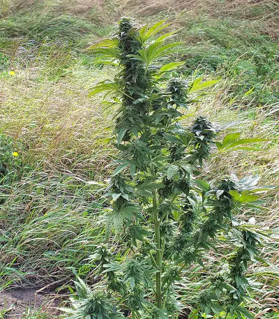 Super Skunk Autoflower (Seedstockers)