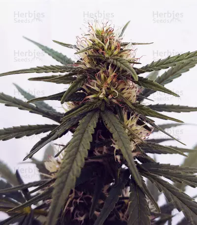 Graines de cannabis Sweet Valley Kush x Amnesia x Dosidos (GHS)