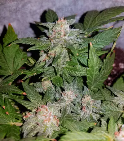 Tyrone Special Auto (Mephisto Genetics)