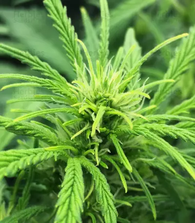 Ak Automatic (BlimBurn Seeds)