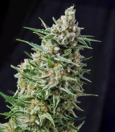 Anesthesia CBD Seeds