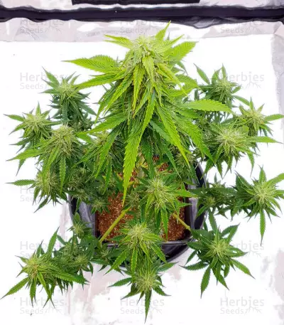 Apricot Auto strain