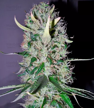 Arjan's Haze #3 (GHS)