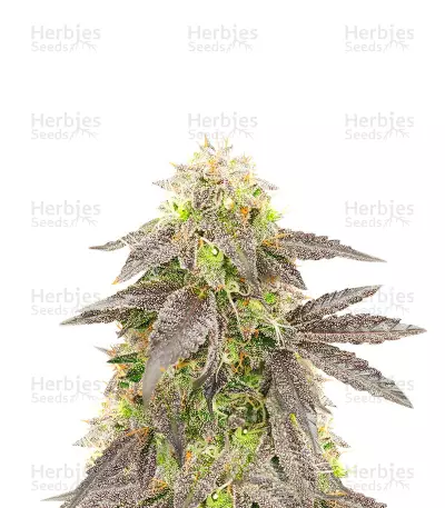 Black Domina Auto Feminized Seeds (Herbies Seeds USA)