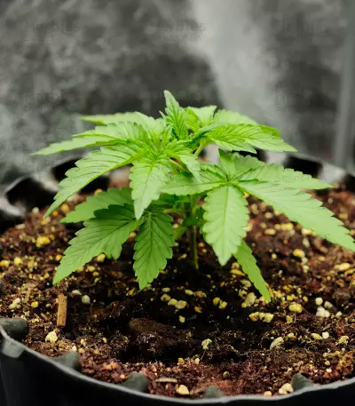 Blue Dream-Samen (Herbies Seeds)