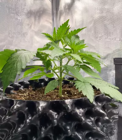 CBD Mango Haze (CBD Crew)