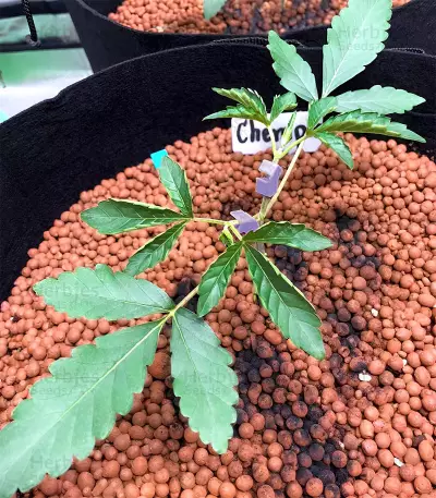 Chempie feminized seeds