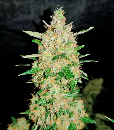 Extreme Impact Auto Seeds