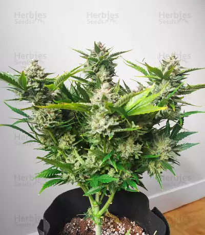 Semillas Feminizadas Gelato 41 x Gelato 41 Auto (Green House Seeds)