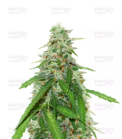 Graines de cannabis Gelato Cookie Doh-ope Auto (GGG3 Auto) (Dr. Krippling Seeds)