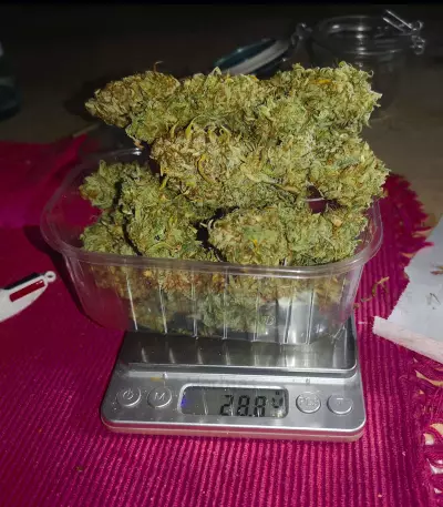 Glue Gelato Auto Seeds