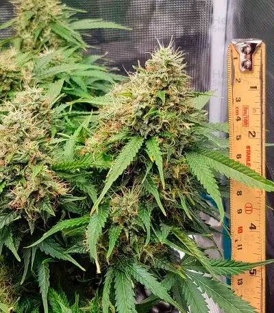 Green Crack Auto Seeds