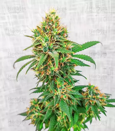 Semi Femminizzati I'm Alive (AlphaFem Seeds)